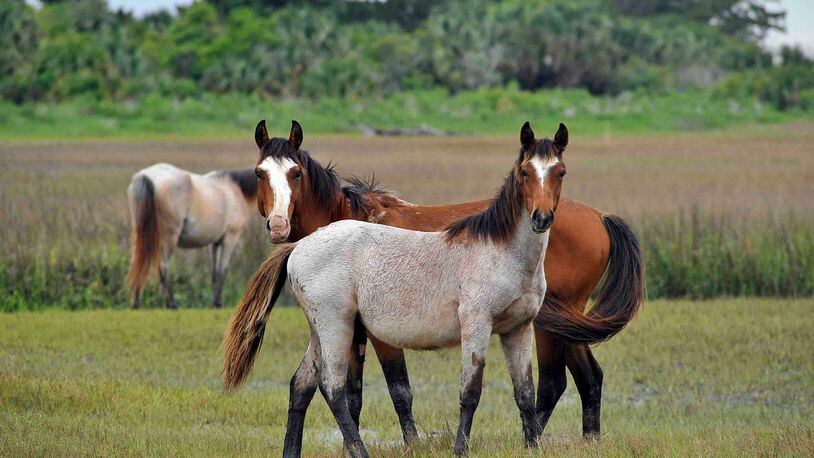 Wild Horses Continue To Roam Cumberland Island