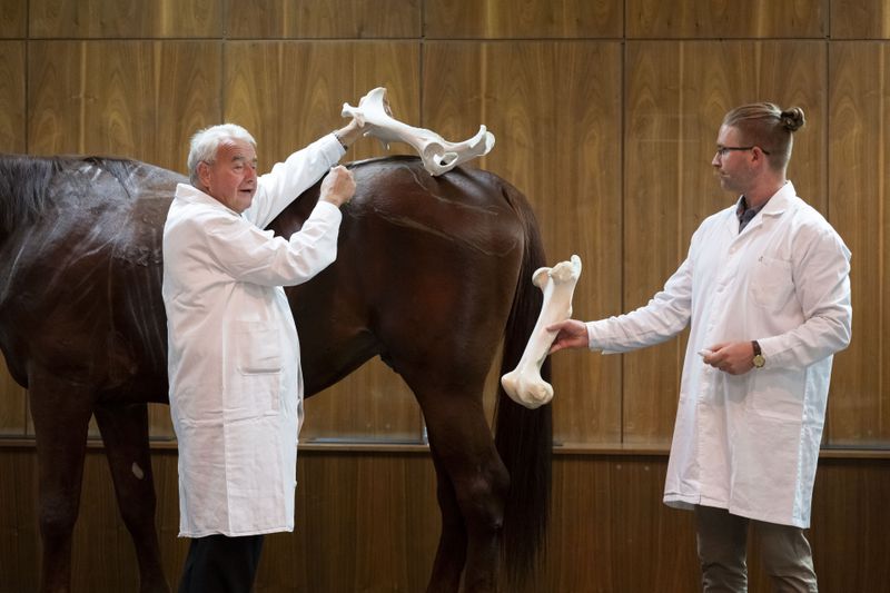 Dr. Peter Sotonyi, rector of the University of Veterinary Medicine in Budapest, Hungary, gives an anatomy lecture for first-year students, showing bones located in the body of a live horse, Monday, Sept 9. 2024. (AP Photo/Denes Erdos)