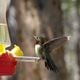 A male ruby-throated hummingbird visits a feeder. As a rule of thumb, male ruby-throats start returning to feeders around July 4 to fatten up and gain energy for their fall migration to winter homes in Mexico and Central America. (Courtesy of Michelle Lynn Reynolds/Creative Commons)