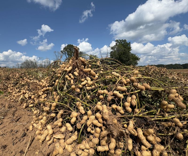 Recently uprooted peanuts that were dug up at harvest time sit in a field along the Webster County border south of Plains. (Joe Kovac Jr./AJC)