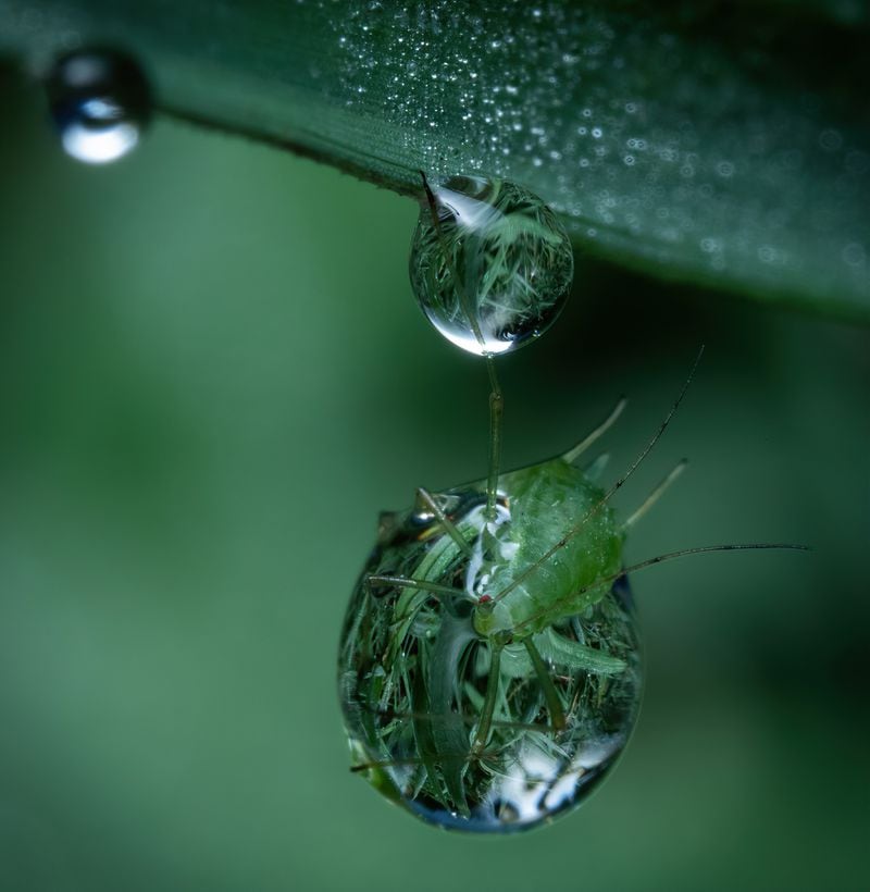 An aphid sits on and in a dewdrop hanging from a blade of grass. Kevin Gaston of Atlanta has been taking close-up photographs of small wildlife in Piedmont Park nearly every day for the last eight and a half years. (Courtesy of Kevin Gaston)