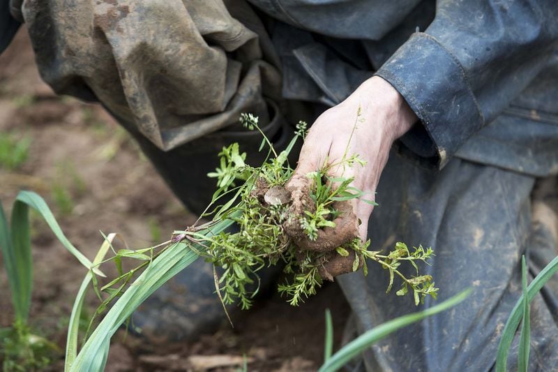 Ben Begard, farm hand with Love is Love Farm at Gaia Gardens, weeds a row of garlic while working on the farmland in Decatur, Tuesday, March, 17, 2020. (ALYSSA POINTER/ALYSSA.POINTER@AJC.COM)