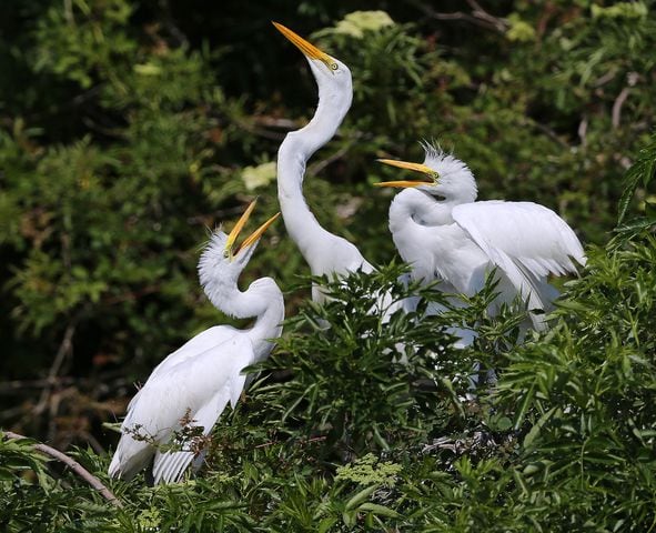 Coastal birds of Georgia