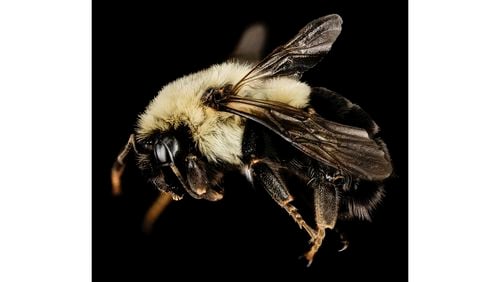 The common Eastern bumblebee, shown here, is Georgia's most widespread bumblebee species. Of 17 bumblebee species native to the state, several are facing serious population declines. (Courtesy of USGS Native Bee Inventory and Monitoring Lab)