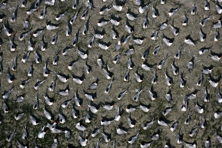 Coastal birds of Georgia