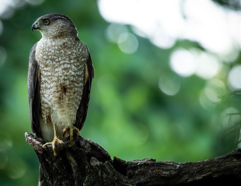 The Cooper's hawk is one of three kinds of hawks often present in Atlanta's Piedmont Park. Kevin Gaston of Atlanta has been taking close-up photographs of small wildlife in the park nearly every day for the last eight and a half years. (Courtesy of Kevin Gaston)