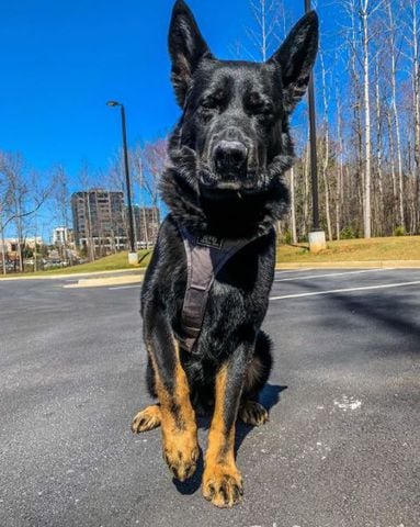 Alpharetta K-9 Mattis retires