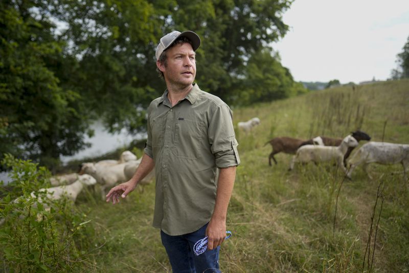 Zach Richardson, owner of the Nashville Chew Crew, looks over his flock of sheep along the Cumberland River bank Tuesday, July 9, 2024, in Nashville, Tenn. The sheep are used to clear out overgrown weeds and invasive plants in the city's parks, greenways and cemeteries. (AP Photo/George Walker IV)