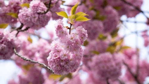 The 2023 International Cherry Blossom Festival in Macon will be March 17-26.