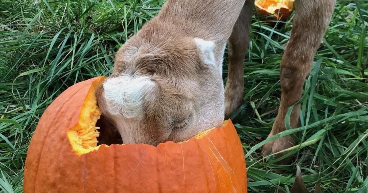 Don't send your pumpkins to the landfill