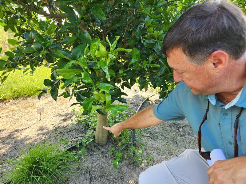 University of Georgia Extension Agent Jake Price points out the junction between a citrus tree's rootstock, chosen to withstand the cold, and scion, chosen to produce juicy tango fruit. (Photo Courtesy of Emily Jones / WABE)
