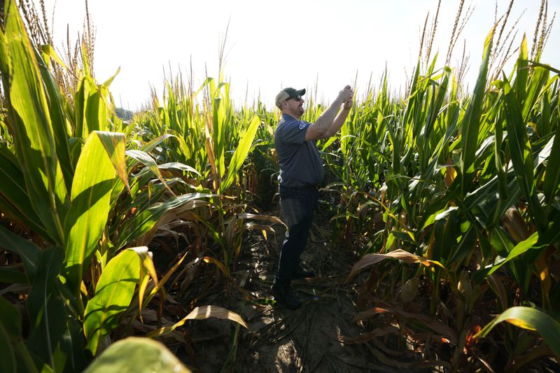 Bayer Crop Science spokesman Brian Leake takes a photo as he stands among short corn in a field, Monday, Sept. 16, 2024, in Wyoming, Iowa. (AP Photo/Charlie Neibergall)