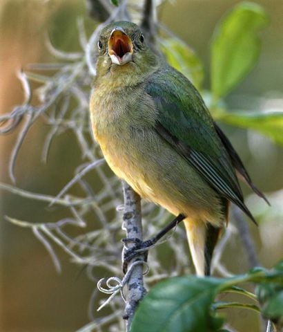 Coastal birds of Georgia