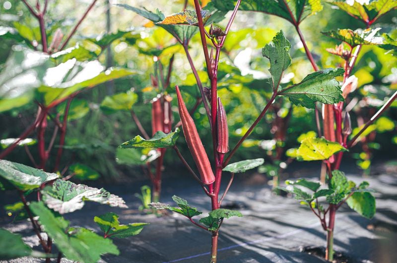 A red variety of okra grows at the Utopian Seed Project's experimental farm. (Grace Dickinson for The Atlanta Journal-Constitution)