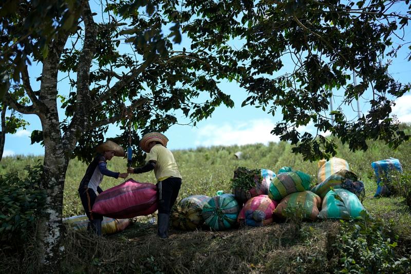 Farm laborers weigh sacks of harvested coca leaves on a field in the Micay Canyon, southwestern Colombia, Tuesday, Aug. 13, 2024. The Micay Canyon, which plays a key role in the illicit trade of both drugs and weapons, connects the Andes mountains and the Pacific Ocean along dozens of remote trails used to bring cocaine to small ports where it is loaded unto homemade submarines heading to Central America. (AP Photo/Fernando Vergara)