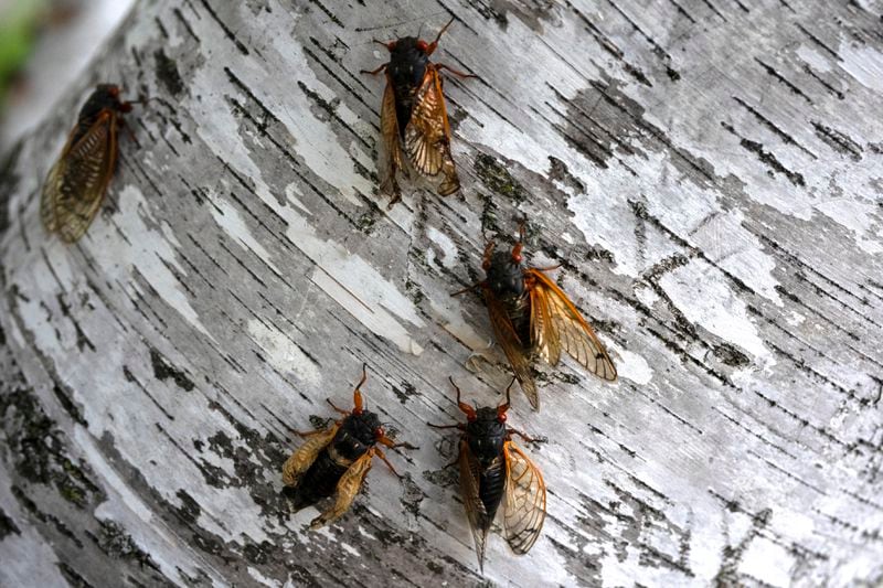 Cicadas perch on a tree at the Morton Arboretum, Friday, May 24, 2024, in Lisle, Ill. (AP Photo/Erin Hooley)
