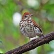 The wood thrush is one of many songbirds that nest in Georgia during spring and summer and fly south for the winter. Like other migratory birds, it has developed instincts to help it survive hurricanes.