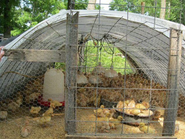 Chicken farming