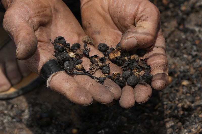 Coffee producer Joao Rodrigues Martins holds a handful of damaged coffee beans during an inspection of his plantation consumed by wildfires in a rural area of Caconde, Sao Paulo state, Brazil, Wednesday, Sept. 18, 2024. (AP Photo/Andre Penner)