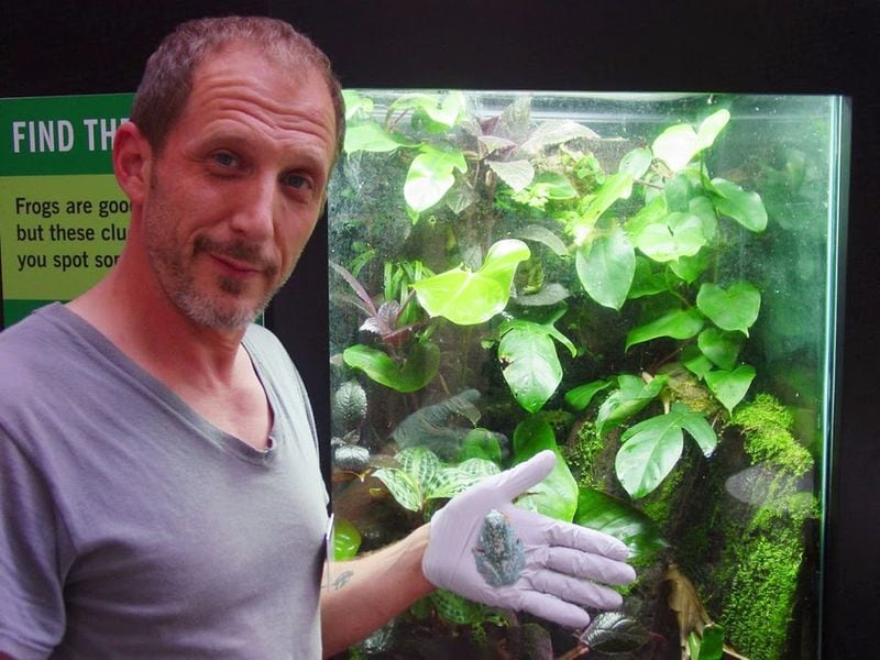 Say hello to my little friend. Mark Mandica, the amphibian conservation coordinator, is shown during a recent “Frog Feeding” session at the Atlanta Botanical Garden. On Saturday mornings, the public can come watch the frog feeding and question Mandica and other experts about the wide variety of exotic amphibians who live at the garden on Piedmont Avenue. CONTRIBUTED BY ATLANTA BOTANICAL GARDEN