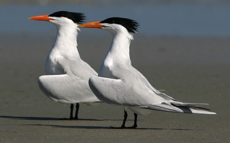 coastal birds