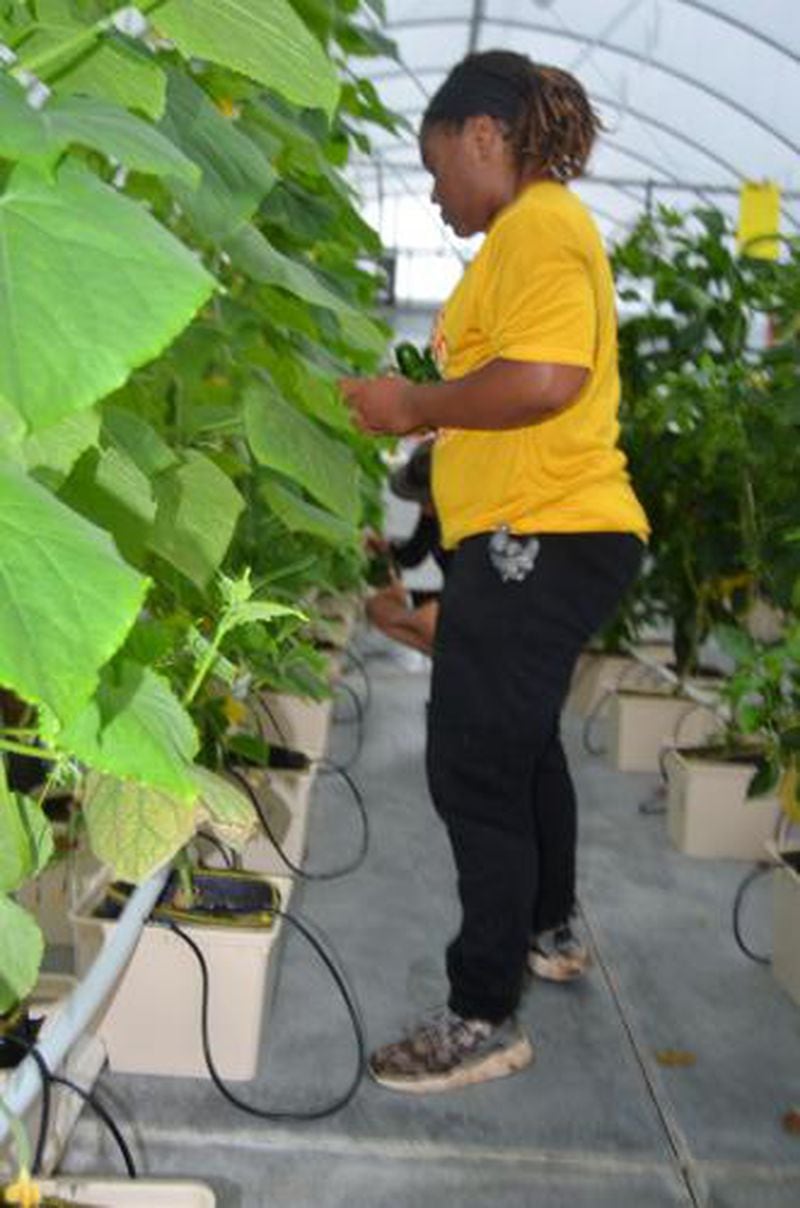 Kirsten Hayes picks cucumbers in the 4C Academy's hydroponics greenhouse. (Photo Courtesy of Alan Mauldin)