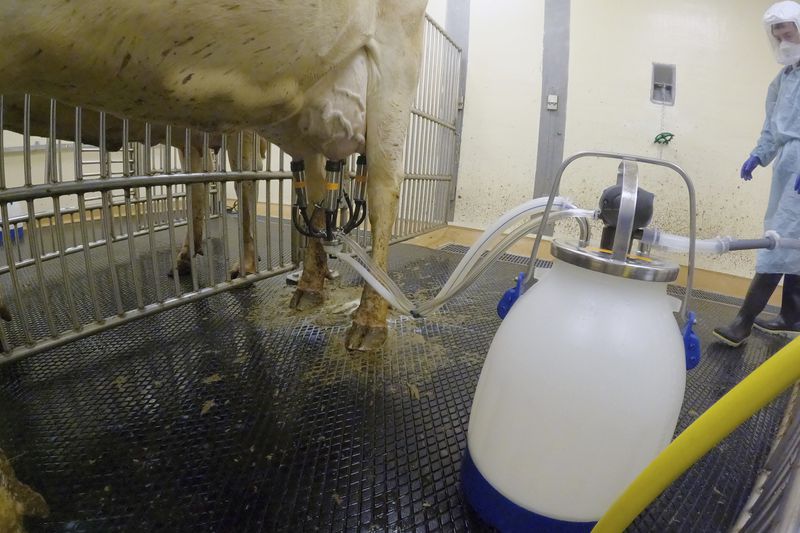 In this photo provided by the U.S. Department of Agriculture, a dairy cow is milked before inoculation against bird flu in a containment building at the National Animal Disease Center research facility in Ames, Iowa, on Friday, July 19, 2024. (USDA Agricultural Research Service via AP)