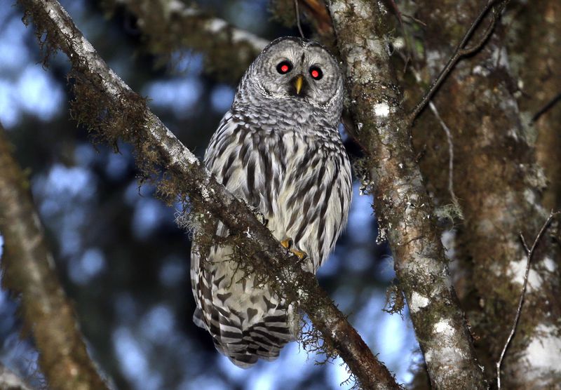 FILE - A female barred owl sits on a branch in the wooded hills, Dec. 13, 2017, outside Philomath, Ore. The U.S. Fish and Wildlife Service wants to kill barred owls in California, Oregon and Washington to help struggling populations of spotted owls. (AP Photo/Don Ryan, File)