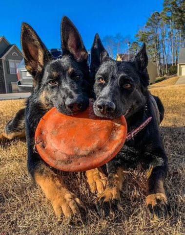 Alpharetta K-9 Mattis retires