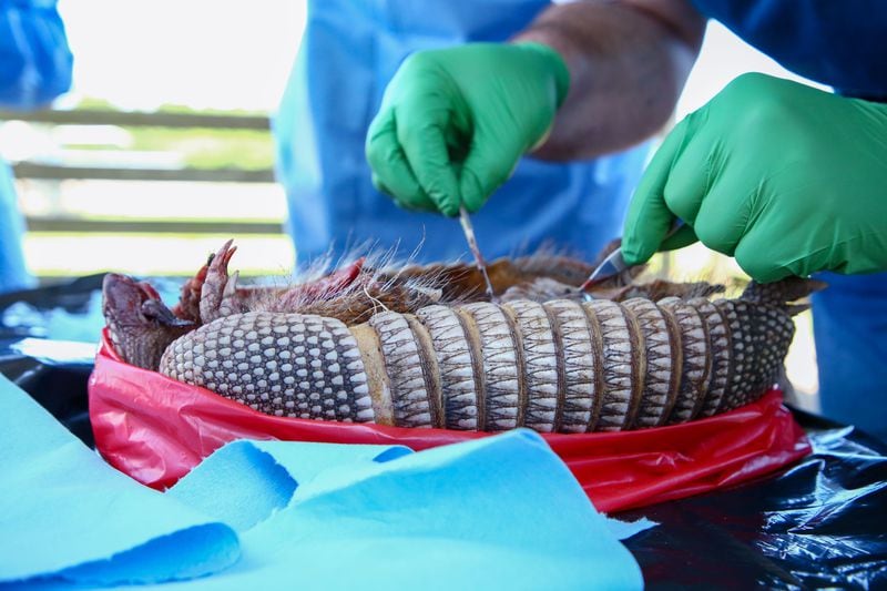 Juan Campos Krauer, a veterinarian at the University of Florida (right), collects a tissue sample in Gainesville, Florida, from an armadillo found dead on a nearby roadside. He plans to test the animal for the bacteria that cause leprosy in humans. (Douglas R. Clifford/Tampa Bay Times)