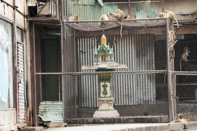 Monkeys climb on a cage fencing a spirit house in Lopburi Province, north of Bangkok, Thailand, Friday, May 24, 2024. A Thai town, run ragged by its ever-growing population of marauding wild monkeys, began the fight-back, Friday, using trickery and ripe tropical fruit. (AP Photo/Sakchai Lalit)
