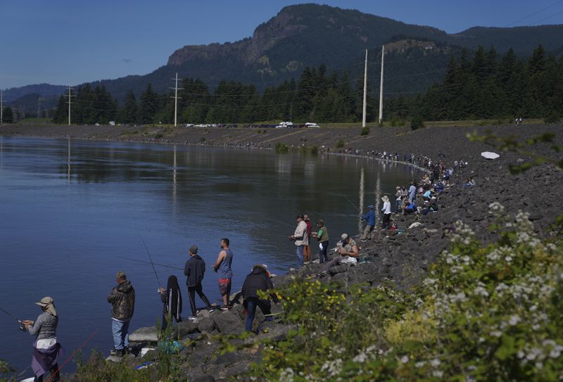 FILE - Travelers and locals cast fishing lines from the Bonneville Dam on the Columbia River on Tuesday, June 21, 2022, in Bonneville, Ore. The U.S. government on Tuesday, June 18, 2024, acknowledged for the first time the harms that the construction and operation of dams on the Columbia and Snake rivers in the Pacific Northwest have caused Native American tribes, issuing a report that details how the unprecedented structures devastated salmon runs, inundated villages and burial grounds, and continue to severely curtail the tribes' ability to exercise their treaty fishing rights. (AP Photo/Jessie Wardarski, File)