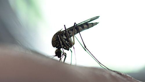 What You Need to Know: West Nile Virus