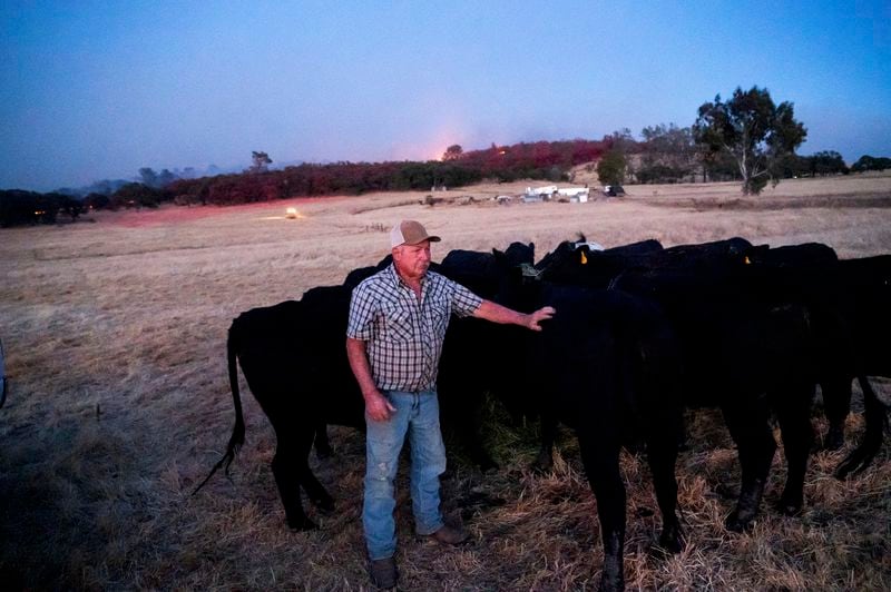 Larry Ponte tends to cattle as the Aero Fire burns in the Copperopolis community of Calaveras County, Calif., Monday, June 17, 2024. (AP Photo/Noah Berger)