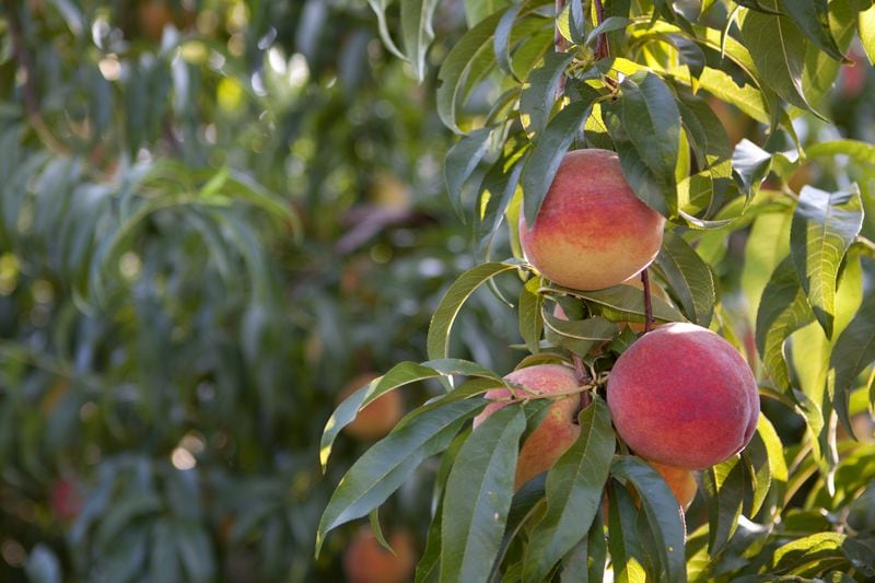 Your Guide to Choosing the Perfect Peach – Pearson Farm