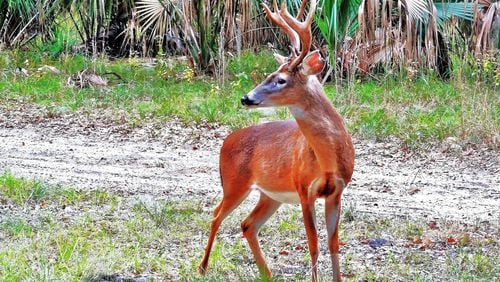 A white-tailed buck with antlers on St. Catherines Island, Ga. AJC Photo/Charles Seabrook