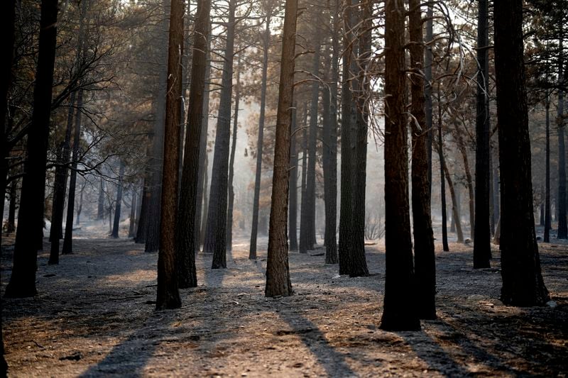 A fire-damaged forest is shown in the aftermath of the Bridge Fire, Thursday, Sept. 12, 2024, in Wrightwood, Calif. (AP Photo/Eric Thayer)