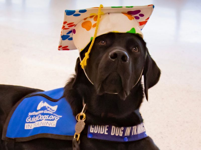 Ernie is a graduate of the Southeastern Guide Dogs’ Atlanta puppy club training program. (Courtesy photo)
