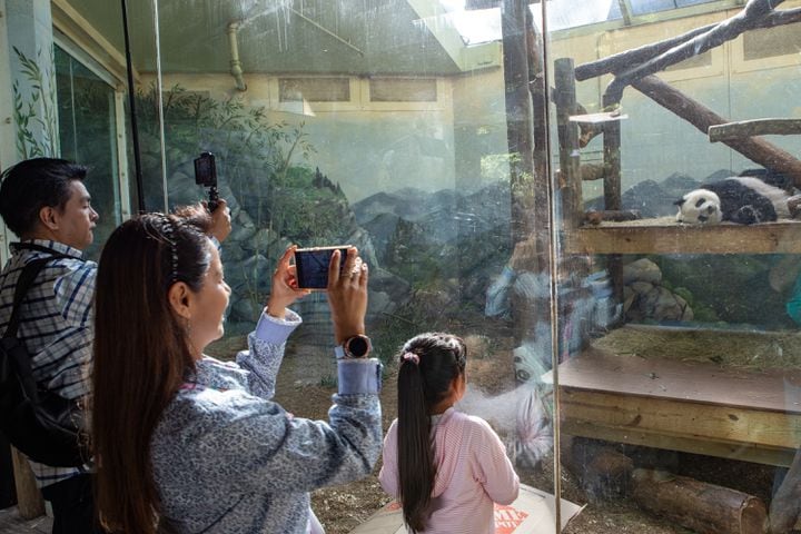 Giant Panda farewell as they go back to China