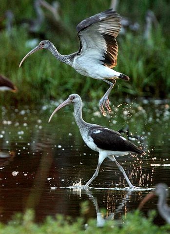 Coastal birds of Georgia