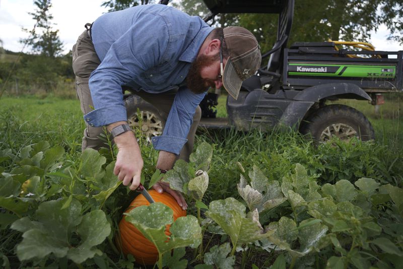 The Rev. Lee Scott, a longtime registered Republican who has recently endorsed Kamala Harris for president, harvests a pumpkin in the fields of his farm in Butler, Pa., on Friday, Sept. 6, 2024. (AP Photo/Jessie Wardarski)