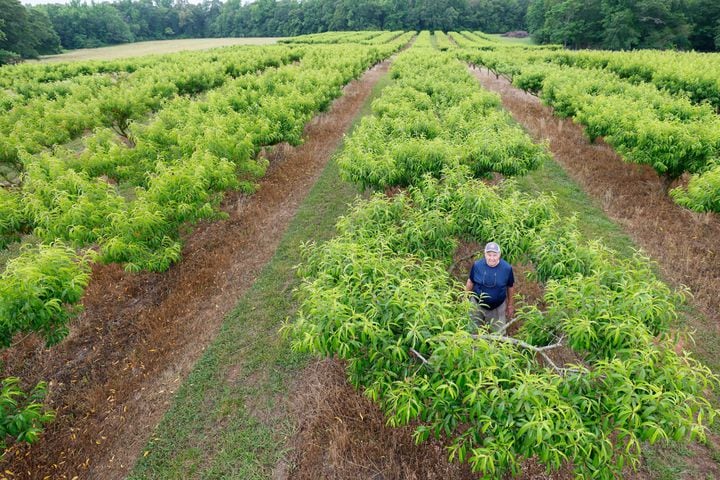 Peach crops wiped out across much of Georgia.