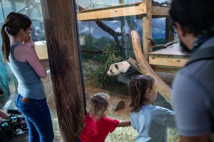 Giant Panda farewell as they go back to China