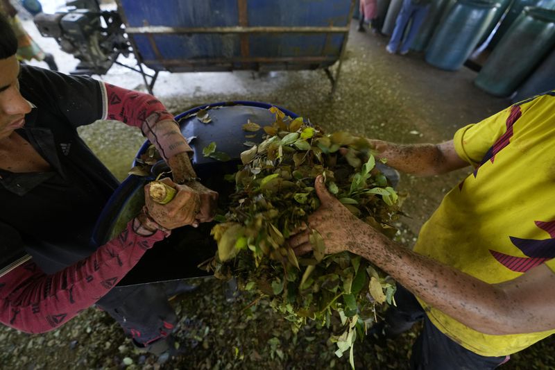 Farm laborers mulch coca leaves in the hillsides of the Micay Canyon, southwestern Colombia, Tuesday, Aug. 13, 2024. The Micay Canyon, which plays a key role in the illicit trade of both drugs and weapons, connects the Andes mountains and the Pacific Ocean along dozens of remote trails used to bring cocaine to small ports where it is loaded unto homemade submarines heading to Central America. (AP Photo/Fernando Vergara)