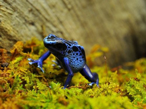 Frogs- A Chorus of Colors opens at the Georgia Aquarium