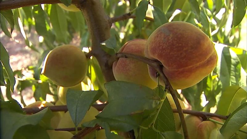 Peaches at Jaemor Farms