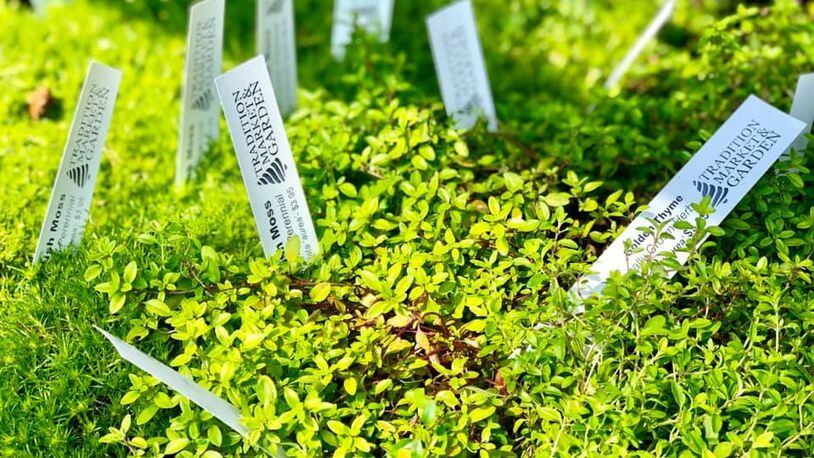 Easy To Grow Herb Gardens