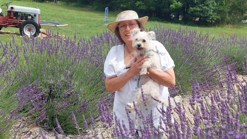Susan Lamb and her dog Izzy are seen amid a stand of fragrant lavender blossoms. (Courtesy of Lavender Lamb Farm)