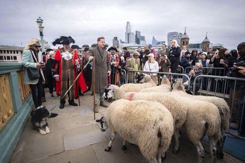 Damien Lewis drives sheep over Southwark Bridge, London, in the 11th London Sheep Drive, in London, Sunday, Sept. 29, 2024. (James Manning/PA via AP)