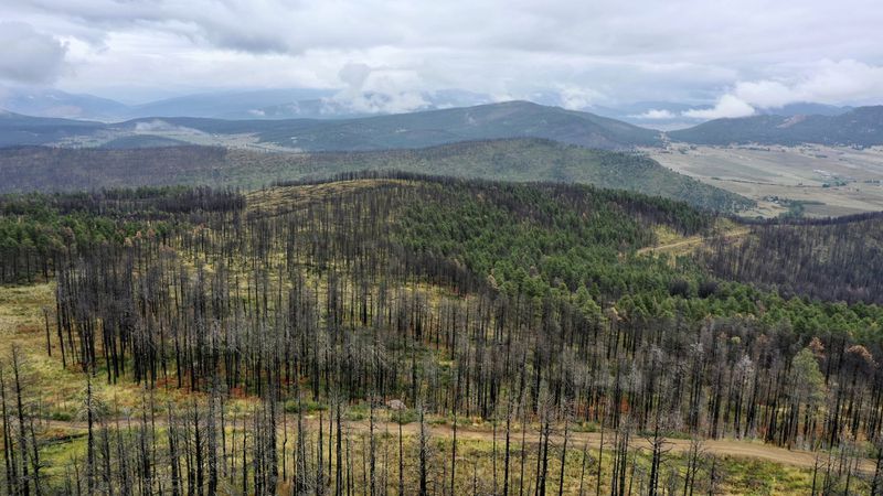 In this photo provided by The Nature Conservancy, swaths of trees that were burned by the 2022 Hermit’s Peak/Calf Canyon wildfire near Mora, N.M., are seen on Saturday, Sept. 21, 2024. (Roberto E. Rosales/The Nature Conservancy via AP)